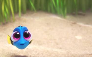 Foto_Dory