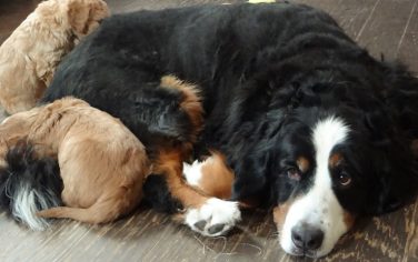 Coccole e tenerezza a "Tutto Cuccioli"