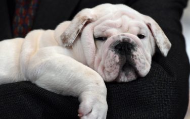 cuccioli_motivi_per_avere_animali_domestici