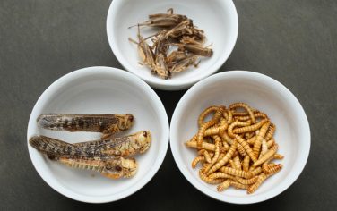 edible_insects_GETTY