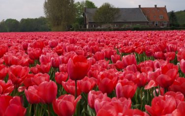 tulipani_rosa_panoramio