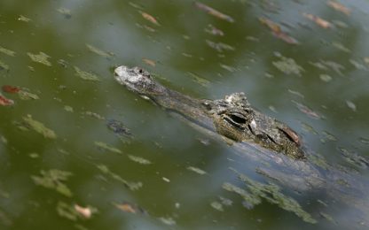 Nuota tra i coccodrilli: il Rio delle Amazzoni in 46 giorni