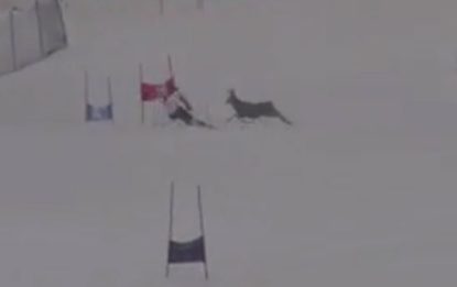 Cervo sulla pista di slalom: schianto evitato per miracolo