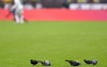 Inter-Sassuolo, piccioni in campo a San Siro. L'ironia della Rete