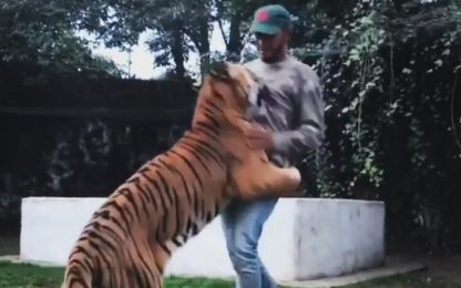 Hamilton come Tarzan: gioca con una tigre