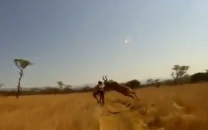 Sudafrica: antilope non dà la precedenza, ciclista travolto