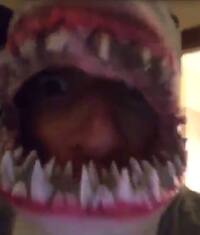 Lo squalo come fa? Nibali il predatore lo spiega su Twitter