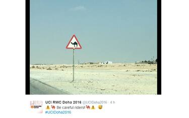 Inferno Qatar: spunta Peter, la volpe del deserto 