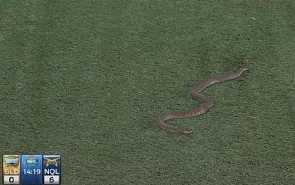 Australia: serpente velenoso in campo, terrore al rugby