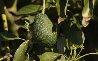 Avocado in Sicilia, vino sulle Alpi: il clima cambia l’agricoltura 