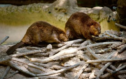 Argentina, troppi castori: abbattimenti al via per salvare i boschi