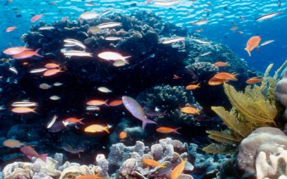 Australia, allarme coralli: registrato il peggiore sbiancamento 