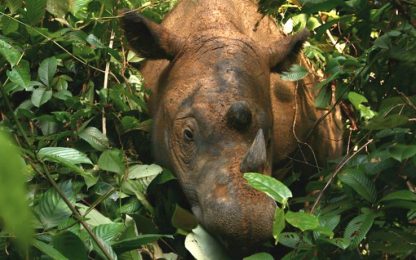 Dal Dna una speranza per salvare i rinoceronti del Borneo