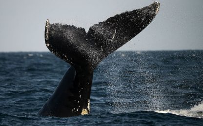 Nel Pacifico le balenottere vengono messe in salvo dai satelliti