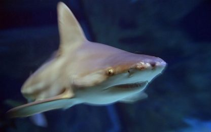 Oltre la metà degli squali nel Mediterraneo rischia l'estinzione