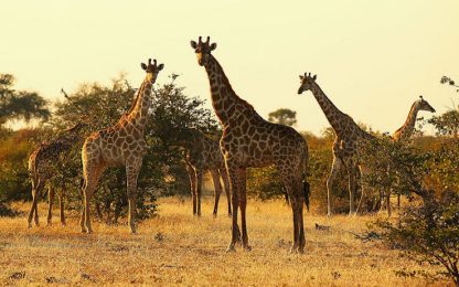 Giraffe a rischio estinzione: sono diminuite del 40% in 30 anni 