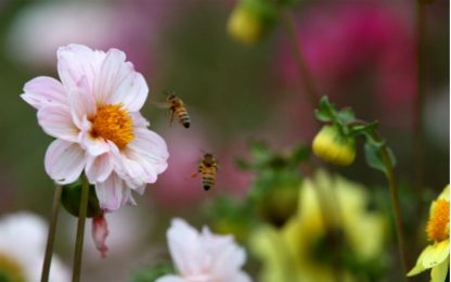 Le api non riescono più a impollinare? Colpa dei pesticidi