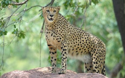 I ghepardi verso l'estinzione: ne restano solo 7.100 