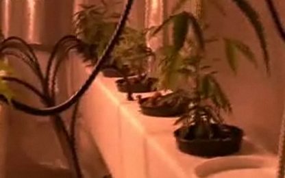 Trieste, marijuana coltivata in casa. Il VIDEO