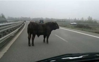 Parma, un toro blocca il traffico in tangenziale: IL VIDEO