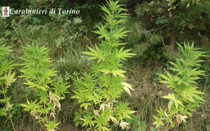 Torino, scoperte tre coltivazioni di marijuana