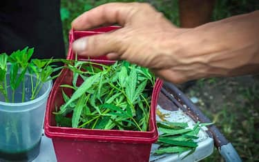 Droga, da Cassazione sì a riduzione pene per piccolo spaccio