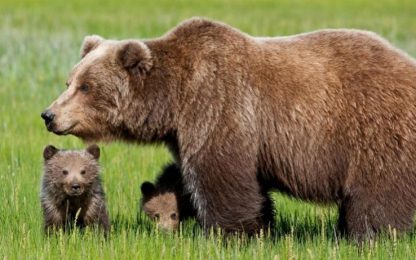 Morte dell’orsa Daniza, gli animalisti: Galletti si dimetta