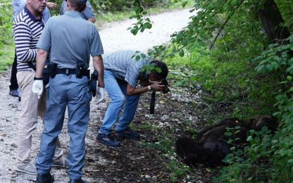 Ucciso da una fucilata l'orso trovato morto in Abruzzo