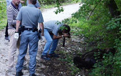 Orso ucciso in Abruzzo, l'uomo indagato avrebbe confessato