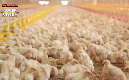 Sicurezza alimentare: pollo e antibiotici. Il reportage