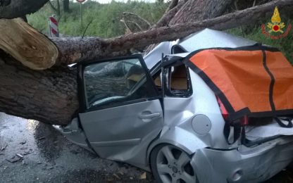 Maltempo, cade un albero su un'auto: due morti alle porte di Roma