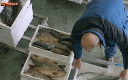 Vice on Sky TG24: la pesca di frodo nel Po
