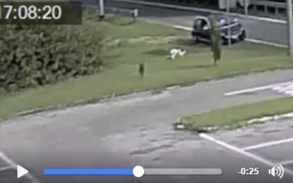 Abbandonano il cane e il Comune posta video su Facebook: "Troviamoli"