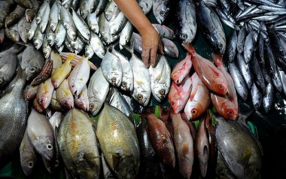 Greenpeace: irregolare l'80% delle etichette sul pesce fresco