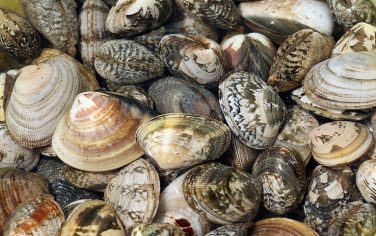 Getty_Images_Vongole