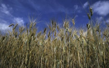 Origine del grano sui pacchi di pasta: il decreto va a Bruxelles