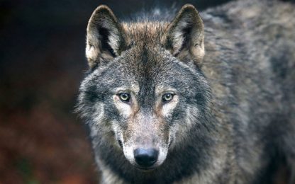 Norvegia, stop all'abbattimento programmato di 32 lupi