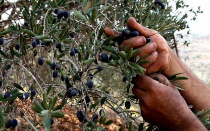 Olio d'oliva: la domanda mondiale è cresciuta del 75% in 25 anni