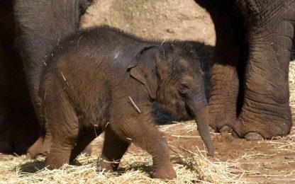 Australia, le immagini del baby elefante