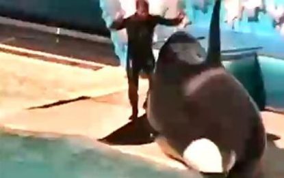 Orrore in Florida, addestratrice uccisa da un'orca