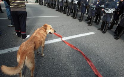 Il cane greco attivista conquista il web