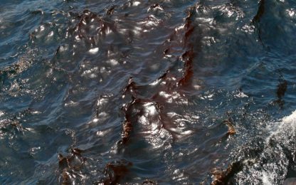 Marea nera, l'ultima mossa di Bp: tubo di gomma e solventi