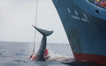 Svolta storica in Giappone: stop alla caccia alle balene