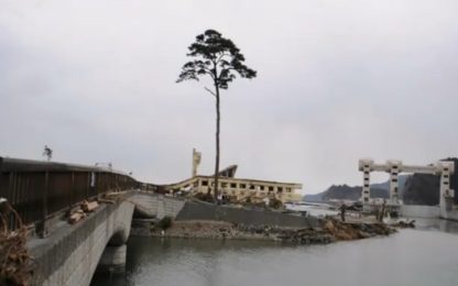 L'albero che dà speranza al Giappone
