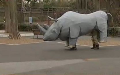 Giappone, un rinoceronte (di cartapesta) in fuga dallo zoo