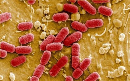 Gb, allarme per diffusione di batteri antibiotico-resistenti