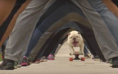Otto, bulldog in skate da record. Guarda il video