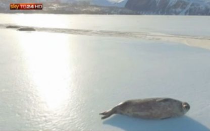 Antartide, quando la foca di Weddel incontra un drone. VIDEO