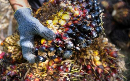 L'Efsa: in olio di palma sostanze cancerogene