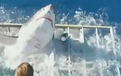 Messico, faccia a faccia con squalo di quasi 4 metri: paura per un sub